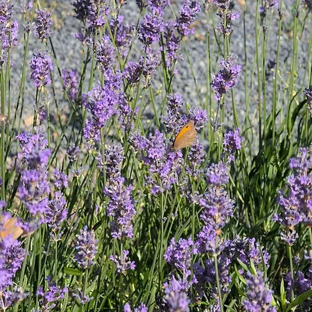 A Bejárat Apartman Balatonhenye
